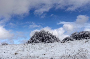 Dağlardaki buzlu bitkiler (Yunanistan, Mora) kış mevsiminde