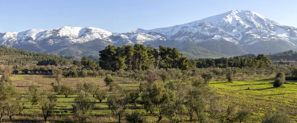 Azeitonas em um fundo de montanhas cobertas de neve — Fotografia de Stock