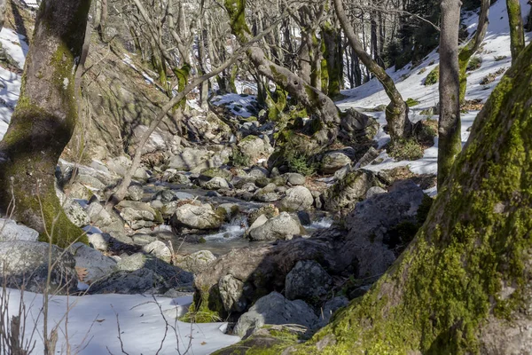 Small mountain river on a winter day (Greece, Evia island). — Stock Photo, Image