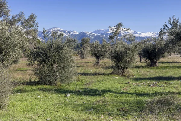 Olivenhain vor dem Hintergrund schneebedeckter Berge — Stockfoto