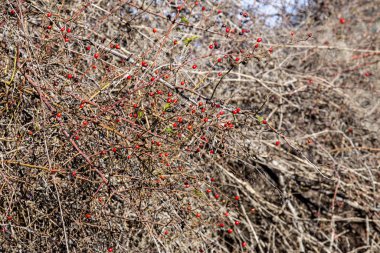 Faydalı, olgun köpek gülü (Rosa) dağlarda yetişiyor.