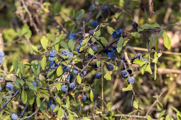 Дикий чорний колір (Prunus spinosa) з фруктами, що ростуть в — стокове фото