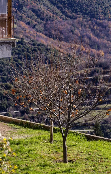 Bir şube üzerinde asılı olgunlaşma Persimmon