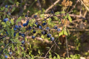 Yaban dikenli (Prunus spinosa) meyve yetişir 