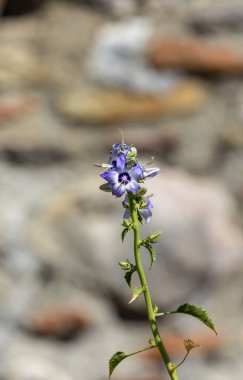 Bitki (Campanula versicolor) na içinde büyüyen mavi çiçeklerle