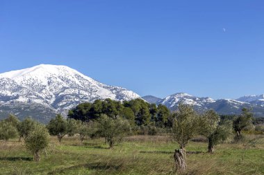 Arkaplandaki karlı dağlarda zeytin koruluğu