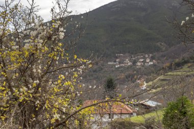 Tırmanış çalı (Clematis vitalba) tohumları yakın çekim