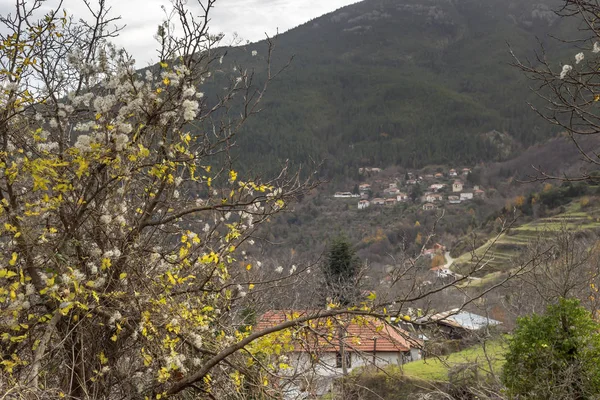 Tırmanış çalı (Clematis vitalba) tohumları yakın çekim — Stok fotoğraf