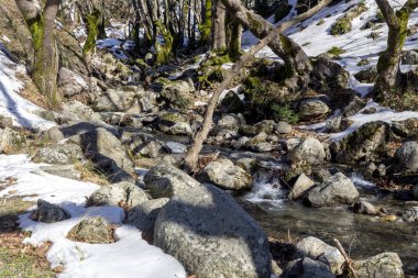 Küçük, dağ, soğuk, hızlı bir nehir güneşli bir kış gününde ormanlar arasında akar (Yunanistan, Evia Adası)).