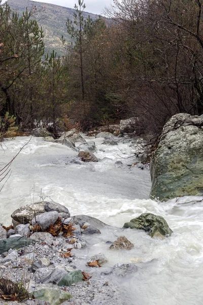 Río Pequeño Montañoso Frío Rápido Fluye Entre Bosque Día Nublado —  Fotos de Stock