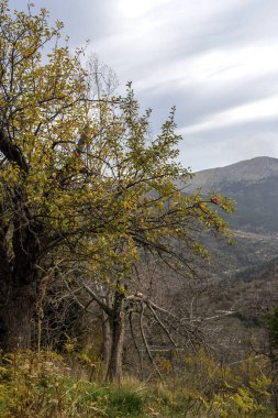 Vahşi elma ağacı (Malus sylvestris), bir kış günü bulutlu bir gökyüzünde, dağlarda yetişen meyvelerle birlikte.