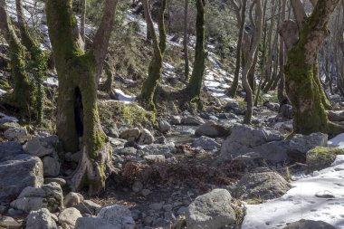 Küçük, dağ, soğuk, hızlı bir nehir güneşli bir kış gününde ormanlar arasında akar (Yunanistan, Evia Adası)).