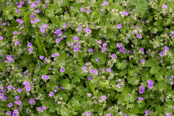 Geçmişi. Çiçek açan bitki (Geranium molle) koyu pembe çiçeklerle yakın planda çimenlikte güneşli bir bahar günü büyür.