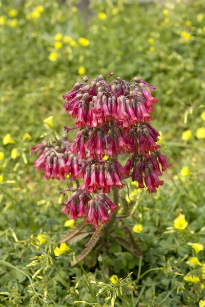 Красивое Сочное Растение Каланчо Kalanchoe Serrata Красными Цветами Растущими Естественной — стоковое фото