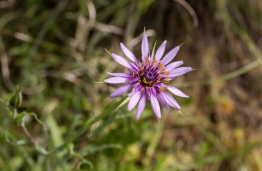 Yunanlı Flora. Çiçek açan, tıbbi bitki (Tragopogon porrifolius ssp. Australis) Bir bahar günü ormanda yakın plan büyür.