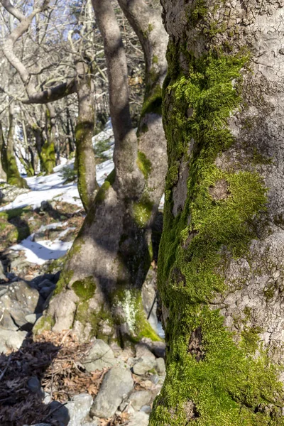 Green moss grows on a tree close-up in a mountain forest in a winter, sunny day