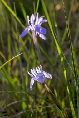Yunanlı Flora. Güneşli bir günde, nadir görülen bir ilkbahar süsen çiçeği (Moraea sisisisisyrisyhium) bir çayırda yetişir.