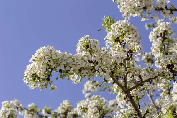 Güneşli Bir Bahar Gününde Mavi Gökyüzünde Çiçek Açan Armut Pyrus — Stok fotoğraf