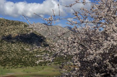 Çiçekli vahşi badem, güneşli bir bahar gününde mavi gökyüzünde ve dağlarda büyüyor..
