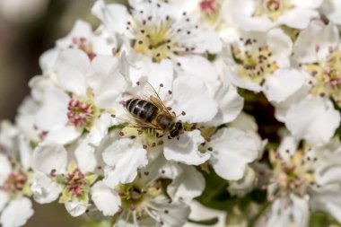 Dağlarda çiçek açan armut (Pyrus Communis) ve güneşli bir bahar gününde nektar toplayan bir arı yetişiyor..