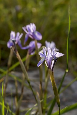 Yunanlı Flora. Güneşli bir günde, nadir görülen bir ilkbahar süsen çiçeği (Moraea sisisisisyrisyhium) bir çayırda yetişir.
