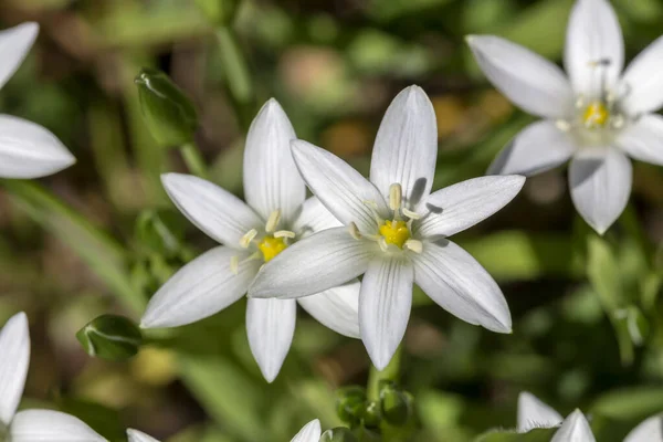 Flora Grecji Roślina Ornithogalum Białymi Kwiatami Rosnącymi Górskim Zbliżeniu Łąki — Zdjęcie stockowe