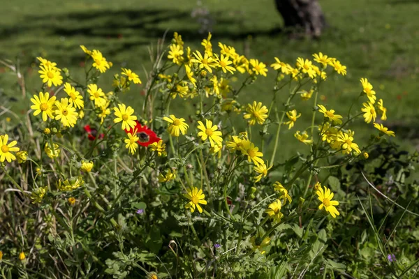 Flora Grécia Planta Terapêutica Senecio Leucanthemifolius Poir Com Flores Amarelas — Fotografia de Stock