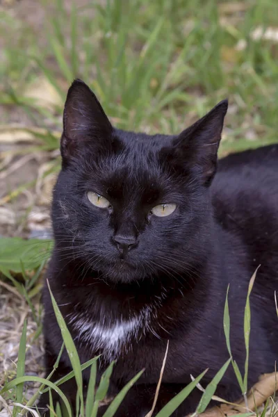春の日に芝生のクローズアップに座っている緑の目の若い黒 ふわふわの猫の肖像画 — ストック写真