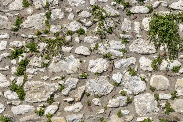 Den Textur Mönster Den Gamla Grå Fondvägg Natursten Med Växter — Stockfoto