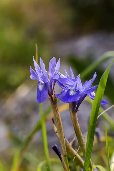 希腊的弗洛拉在阳光灿烂的日子里 在草地上生长着一种稀有的 春天的虹膜 — 图库照片