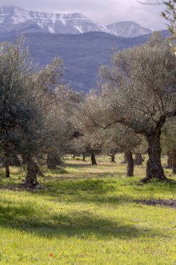 Tarım. Kışın, güneşli bir günde, karla kaplı dağların arka planında yetişen zeytinlikler (Yunanistan, Mora))