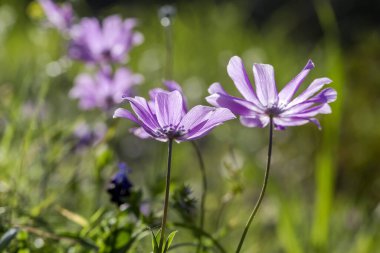 Yunanlı Flora. Nadir bir bahar şakayığı (Anemone coronaria) güneşli bir günde bir dağ çayırında yetişir.