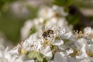 Dağlarda çiçek açan armut (Pyrus Communis) ve güneşli bir bahar gününde nektar toplayan bir arı yetişiyor..