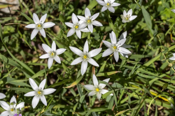 希腊的弗洛拉春天的一个阳光明媚的日子里 山上草地上生长着白花的植物 Ornithogalum — 图库照片