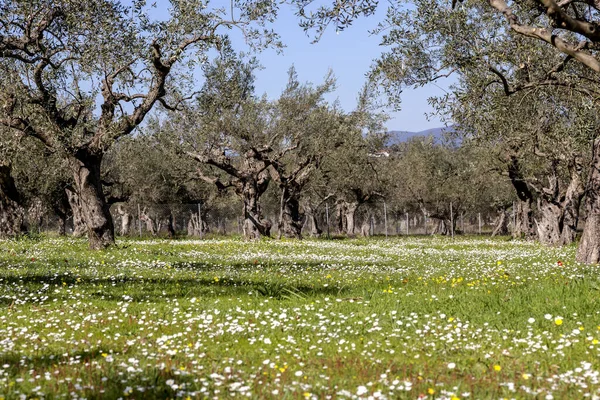 Agricultura Olival Crescendo Com Árvores Cortadas Velhas Tapete Flor Dia — Fotografia de Stock