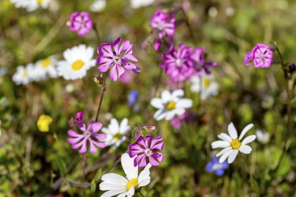 Medicinal plants. Tender, pink plant (Silene dioica) close-up grows in a spring meadow on a sunny day