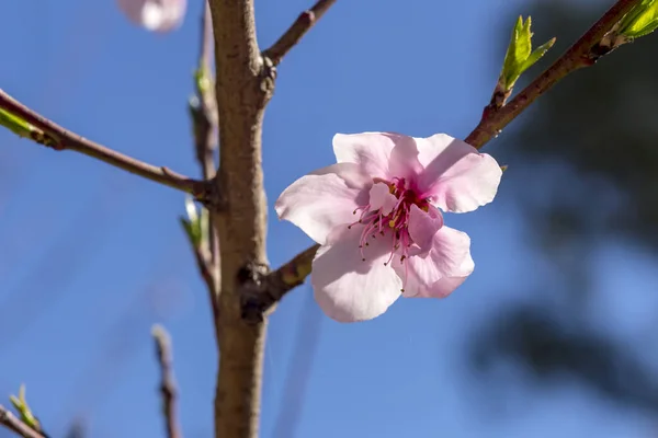 在一个阳光明媚的春日 开着花的桃花在蓝天的映衬下生长 — 图库照片