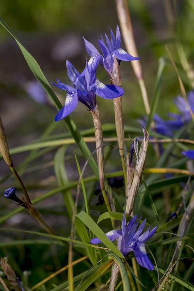 Flora Grécia Uma Rara Íris Primavera Moraea Sisyrinchium Cresce Close — Fotografia de Stock