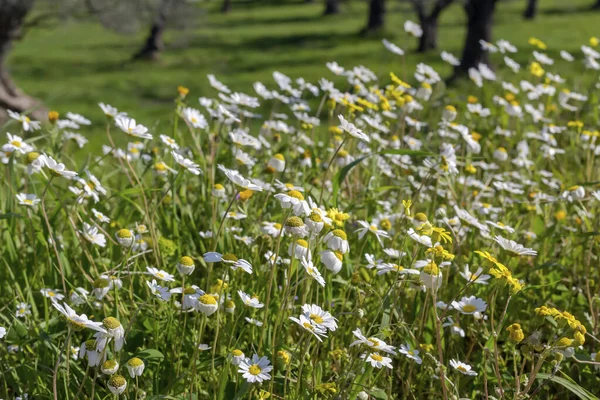 Flora Grækenland Blomstrende Vilde Hvide Daisy Vokser Close Naturlige Habitat - Stock-foto