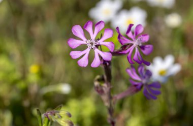 İlaç bitkileri. Yumuşak, pembe bitki (Silene dioica) güneşli bir günde ilkbahar çayırında yetişir.