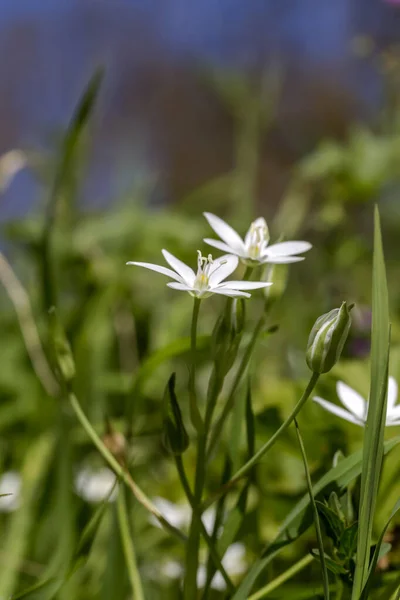 Χλωρίδα Της Ελλάδας Φυτό Ornithogalum Λευκά Άνθη Που Φυτρώνουν Ένα — Φωτογραφία Αρχείου