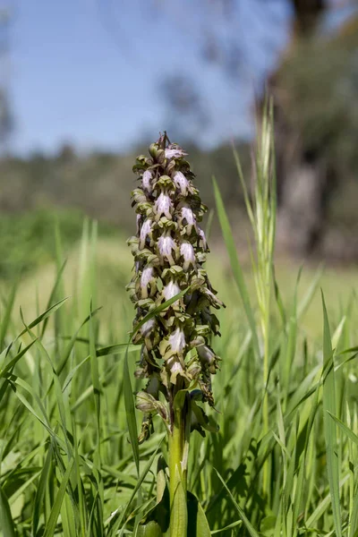 Flore Méditerranéenne Tendre Orchidée Sauvage Himantoglossum Robertianum Avec Des Fleurs — Photo