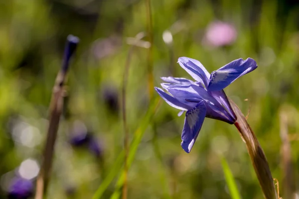 希腊的弗洛拉在阳光灿烂的日子里 在草地上生长着一种稀有的 春天的虹膜 — 图库照片