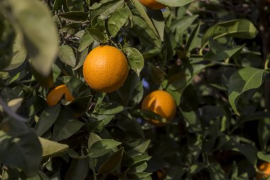 Tarım. Olgunlaşmış, portakallı, güneşli bir bahar sabahında bir meyve bahçesinde asılı.