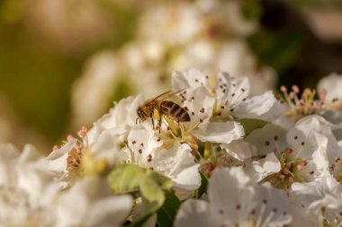 Dağlarda çiçek açan armut (Pyrus Communis) ve güneşli bir bahar gününde nektar toplayan bir arı yetişiyor..