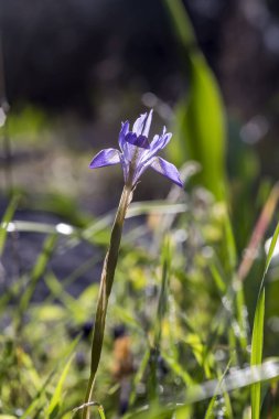 Yunanlı Flora. Güneşli bir günde, nadir görülen bir ilkbahar süsen çiçeği (Moraea sisisisisyrisyhium) bir çayırda yetişir.