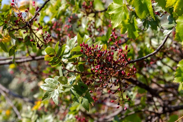 Bitkiler Bitkinin Pistacia Terebinthus Meyveleriyle Dolu Bir Dal Sonbahar Güneşli — Stok fotoğraf