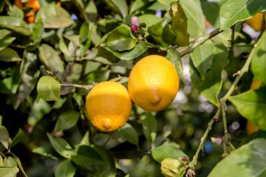 Olgunlaşmış, çiğ damlalarıyla sarı limonlar güneşli bir bahar sabahında bahçedeki bir ağaca asılı.