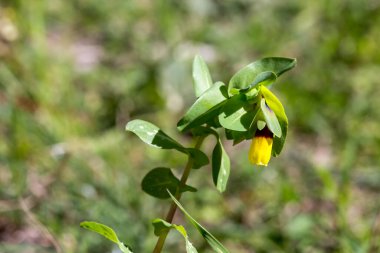 Sarı çiçekleri olan bitki (Cerinthe major) güneşli bir bahar gününde, yakın bir dağ çayırında yetişir.