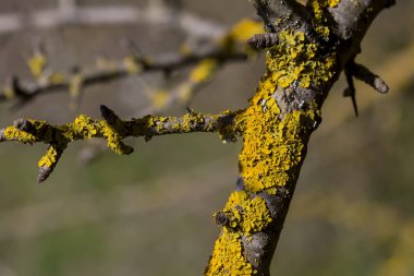Sarı liken, kışın, güneşli bir günde, bir dağ ormanının yakınındaki bir ağaçta yetişir.